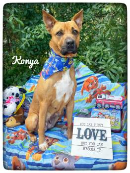 Black Mouth Cur and Carolina Dog Dogs Available for Adoption in Sebring, Florida - Konya | PetCurious