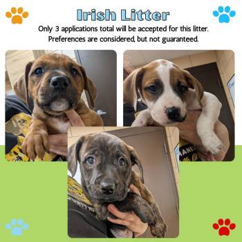 Boxer Dogs Available for Adoption - Irish Litter (In Foster) | PetCurious
