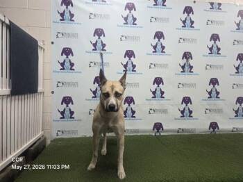 DALLAS -  Black Mouth Cur and Siberian Husky Dog Available for Adoption in Orlando, Florida - DALLAS | PetCurious