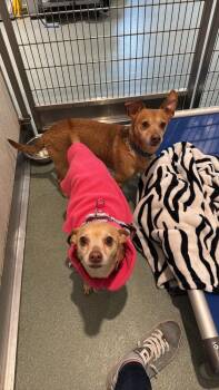 Franchesca -  Chihuahua Dog for Adoption in Trenton, Maine - Franchesca | PetCurious