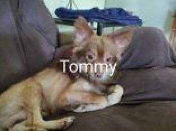 Chihuahua Dogs Available for Adoption in Newport, Kentucky - Tommy | PetCurious