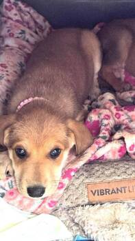 Hound and German Shepherd Dog Dogs Available for Adoption in Hinton, West Virginia - Elke (10wo, 12lbs) | PetCurious