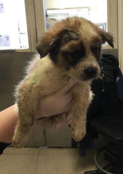 German Shepherd Dog and Mixed Breed Dogs Available for Adoption in Riverside, California - LOUISE | PetCurious