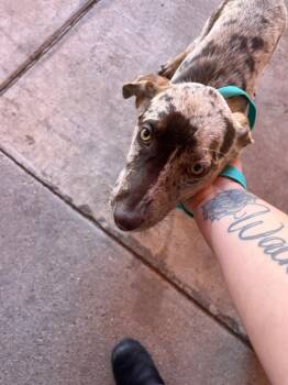 Rescue Mixed Breed Dogs for Adoption in Bossier City, Louisiana - Stacy | PetCurious