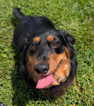 Roxie in TN -  Dachshund Dog for Adoption in Shelbyville, Tennessee - Roxie In TN | PetCurious
