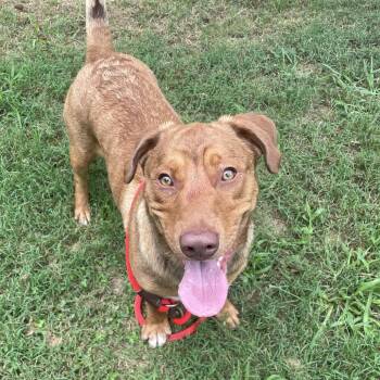 Dempsey -  Mixed Breed Dog for Adoption in Chattanooga, Tennessee - Dempsey | PetCurious