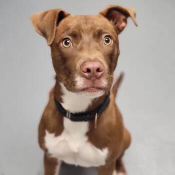 Sanders -  Mixed Breed Dog for Adoption in Sarasota, Florida - Sanders | PetCurious
