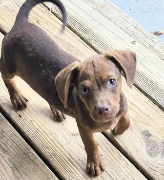 Myer -  Mixed Breed Dog for Adoption in Groveland, Massachusetts - Myer | PetCurious