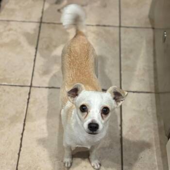 Abby -  Chihuahua Dog for Adoption in Park Row, Texas - Abby | PetCurious