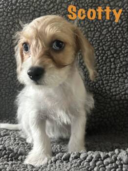 Scotty -  Poodle and Dachshund Dog for Adoption - Scotty | PetCurious