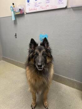Belgian Shepherd Tervuren Dogs Available for Adoption in Las Vegas, Nevada - THEO | PetCurious
