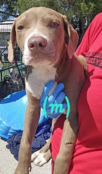 Black Mouth Cur and American Bulldog Dogs Available for Adoption - Kevin From Accounting | PetCurious