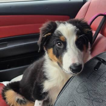 Rescue Australian Shepherd Dogs for Adoption in Long Beach, California - Ozzy | PetCurious