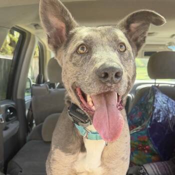 Hopper -  Catahoula Leopard Dog Dog for Adoption in Richmond, Virginia - Hopper | PetCurious