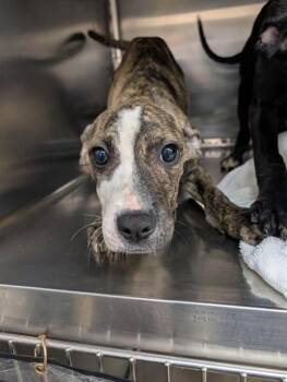 Pit Bull Terrier Dogs Available for Adoption in Oklahoma City, Oklahoma - A473351 | PetCurious