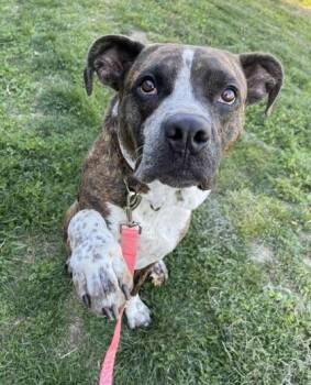 Pit Bull Terrier and Mixed Breed Dogs Available for Adoption in Kansas City, Missouri - Supriya | PetCurious