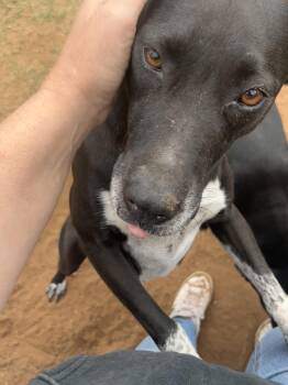 Rescue Black Labrador Retriever Dogs for Adoption in Levelland, Texas - Rhoda | PetCurious