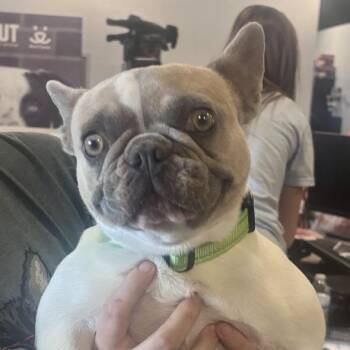 Madigan -  French Bulldog Dog for Adoption in Salt Lake City, Utah - Madigan | PetCurious