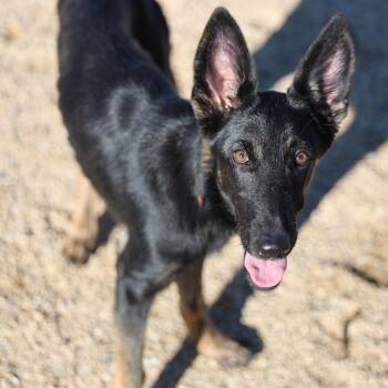 111918 -  Mixed Breed Dog for Adoption in Las Cruces, New Mexico - 111918 | PetCurious