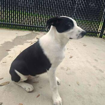 Pit Bull Terrier and Great Dane Dogs Available for Adoption - Rosie Girl | PetCurious