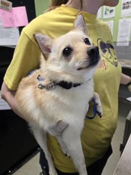 HELEN -  Chihuahua and Mixed Breed Dog for Adoption in Omaha, Nebraska - HELEN | PetCurious
