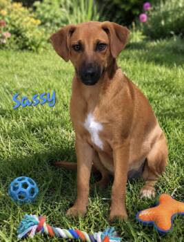 Sassy -  Doberman Pinscher and Labrador Retriever Dog for Adoption in Watertown, Connecticut - Sassy | PetCurious