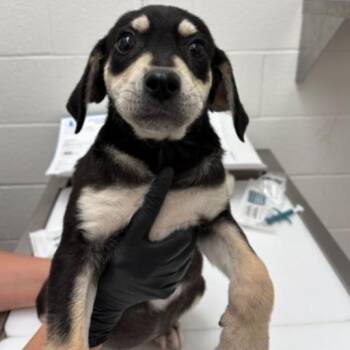 Mixed Breed Dogs Available for Adoption in Corpus Christi, Texas - Crystal | PetCurious