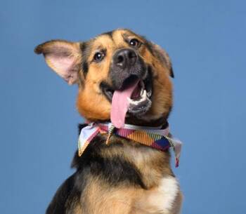 Louci - ADOPTED -  German Shepherd Dog and Mixed Breed Dog for Adoption in Atlanta, Georgia - Louci - ADOPTED | PetCurious