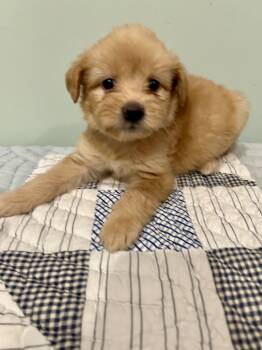 Missy -  Maltese Dog for Adoption in Fosters, Alabama - Missy | PetCurious