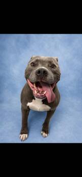 BLUE -  Pit Bull Terrier Dog for Adoption in Westminster, Maryland - BLUE | PetCurious