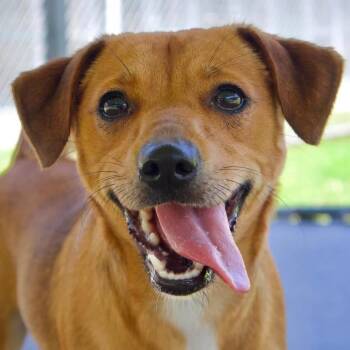 Sadie -  Beagle Dog for Adoption in Godfrey, Illinois - Sadie | PetCurious
