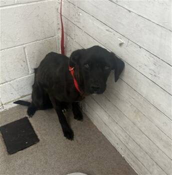 Rescue Labrador Retriever Dogs for Adoption in San Bernardino, California - MADISON | PetCurious