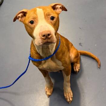 Pit Bull Terrier Dogs Available for Adoption in Greensboro, North Carolina - Red Robin | PetCurious