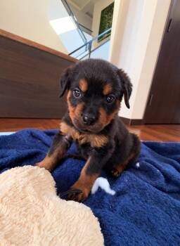 Harvey -  Rottweiler Dog for Adoption in Pontiac, Michigan - Harvey | PetCurious