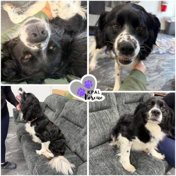 English Springer Spaniel and Labrador Retriever Dogs Available for Adoption - Luna | PetCurious