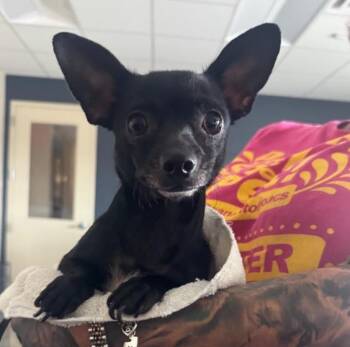 ANNA -  Chihuahua Dog for Adoption in San Antonio, Texas - ANNA | PetCurious