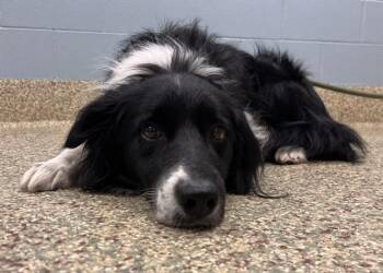Border Collie Dogs Available for Adoption in Colorado Springs, Colorado - KODA BEAR | PetCurious
