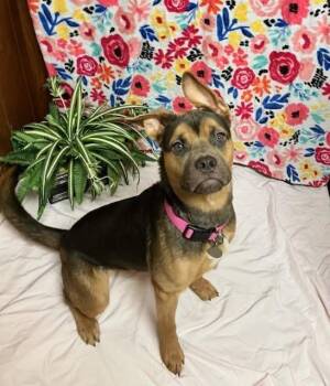 Kira -  Boxer Dog for Adoption in Yukon, Oklahoma - Kira | PetCurious