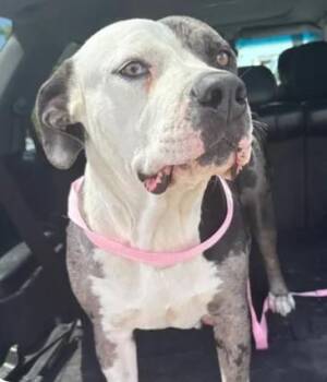DARIA -  Pit Bull Terrier and Mixed Breed Dog for Adoption in Tracy, California - DARIA | PetCurious