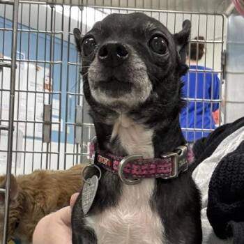 Rescue Chihuahua Dogs for Adoption in Indianapolis, Indiana - Barbara | PetCurious