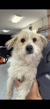 Terrier Dogs Available for Adoption in Lodi, California - Baby | PetCurious