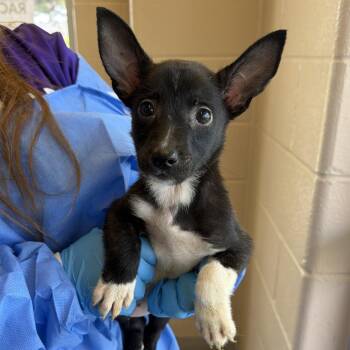 Gofres -  Belgian Shepherd Malinois Dog for Adoption in San Antonio, Texas - Gofres | PetCurious