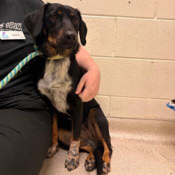 Aphrodite -  Australian Cattle Dog Blue Heeler and Mixed Breed Dog for Adoption in Murray, Utah - Aphrodite | PetCurious