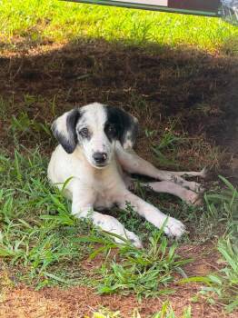 Grove -  Mixed Breed Dog for Adoption in Groveland, Massachusetts - Grove | PetCurious
