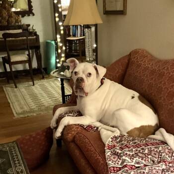 Rescue Mixed Breed Dogs for Adoption in Dover, New Hampshire - Beefy *Available 9/25 | PetCurious