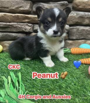 Pembroke Welsh Corgi Dogs Available for Sale - Peanut | PetCurious