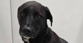 Rescue Border Collie and Mixed Breed Dogs for Adoption in Los Angeles, California - Stella McCartney | PetCurious