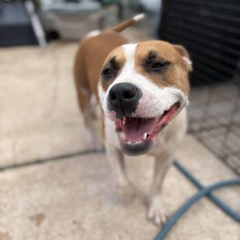 Holly -  American Staffordshire Terrier Dog for Adoption in Spring, Texas - Holly | PetCurious