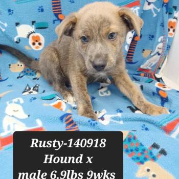 Rusty -  Black Mouth Cur Dog for Adoption in New Tazewell, Tennessee - Rusty | PetCurious