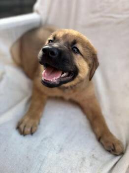Francis -  German Shepherd Dog and Labrador Retriever Dog for Adoption in Liverpool, Texas - Francis | PetCurious